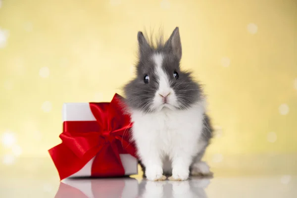 Coelho e fundo de Natal — Fotografia de Stock