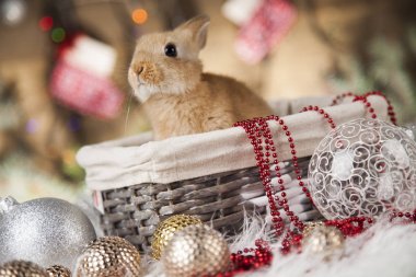 Bunny ve Noel arka plan