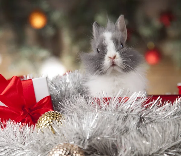 Kleiner Weihnachtsmann auf weihnachtlichem Hintergrund — Stockfoto