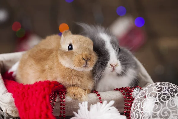 Hasen und Weihnachten Hintergrund — Stockfoto