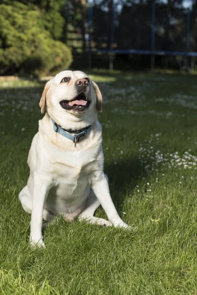 Labrador retriever cão — Fotografia de Stock