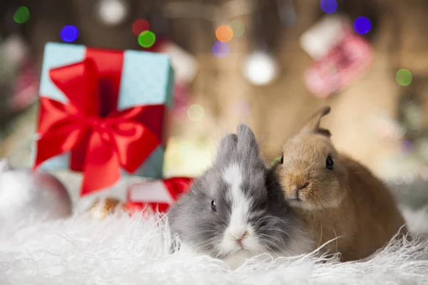 Weihnachtshasen — Stockfoto