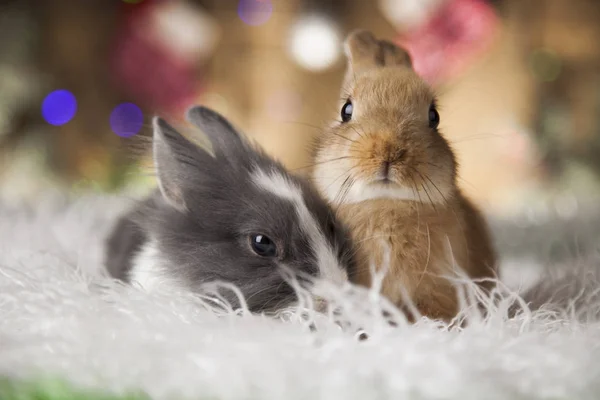 Coelhinhos engraçados e fundo de Natal — Fotografia de Stock