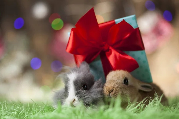 Conejitos y fondo navideño —  Fotos de Stock