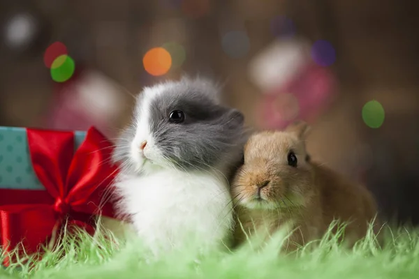 Hasen und Weihnachten Hintergrund — Stockfoto