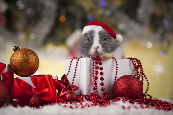 Hase und Weihnachten Hintergrund — Stockfoto