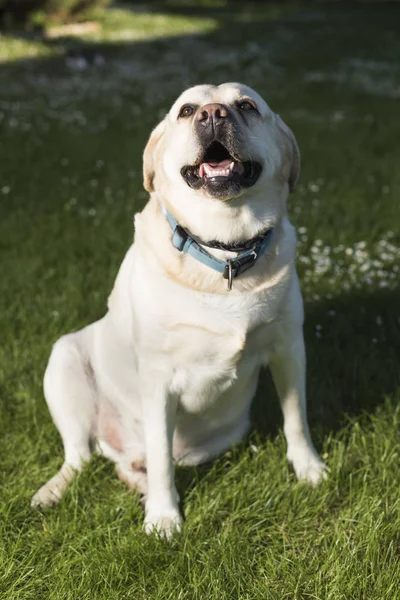 Perro labrador retriever — Foto de Stock