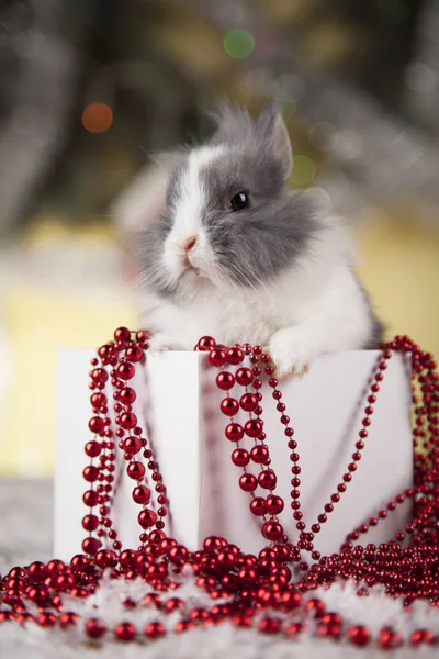 Bunny och jul bakgrund — Stockfoto