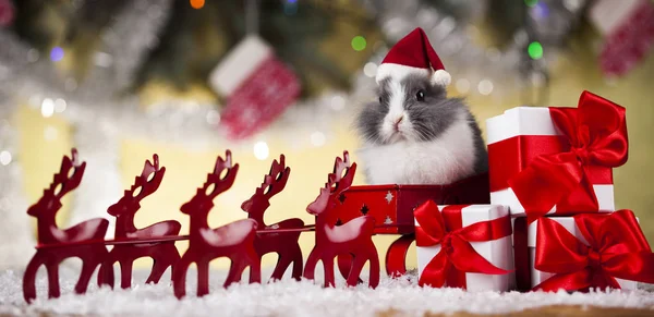 Bunny op Kerstmis achtergrond — Stockfoto