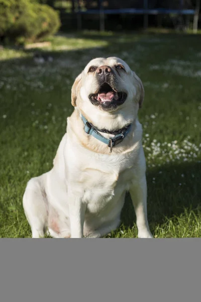 Labrador retriever chien — Photo