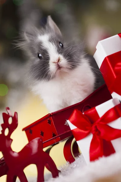 Lapin et fond de Noël — Photo