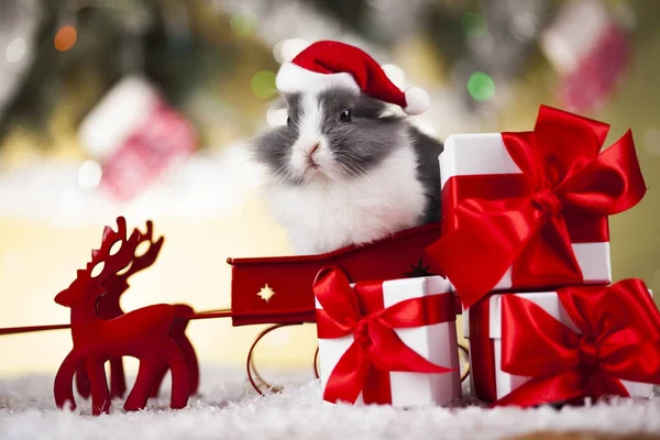 Bunny op Kerstmis achtergrond — Stockfoto