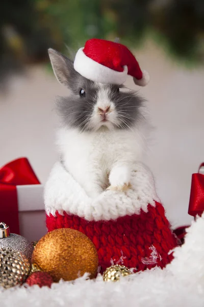 Bunny ve Noel arka plan — Stok fotoğraf