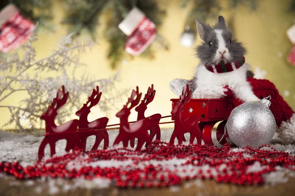 Hase und Weihnachten Hintergrund — Stockfoto