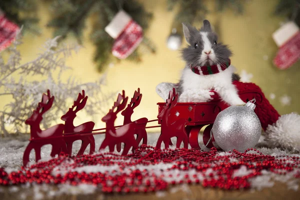 Hase auf Weihnachtshintergrund — Stockfoto