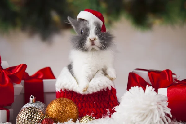 Pequeno coelho de Papai Noel no fundo de Natal — Fotografia de Stock