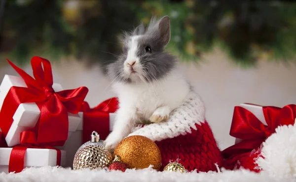 Pequeño conejito de santa sobre fondo de Navidad — Foto de Stock