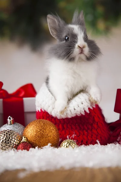 Bunny och jul bakgrund — Stockfoto
