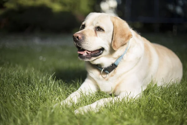 Labrador retriever hund — Stockfoto