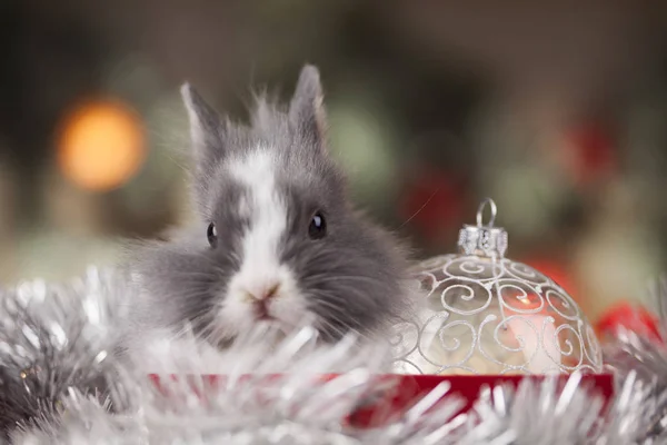 Hase und Weihnachten Hintergrund — Stockfoto