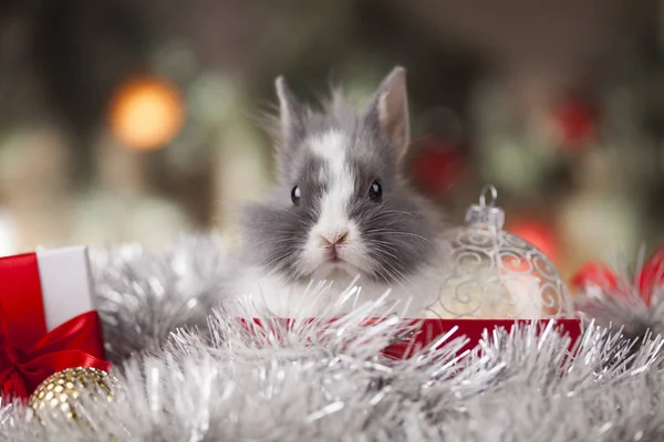 Bunny och jul bakgrund — Stockfoto