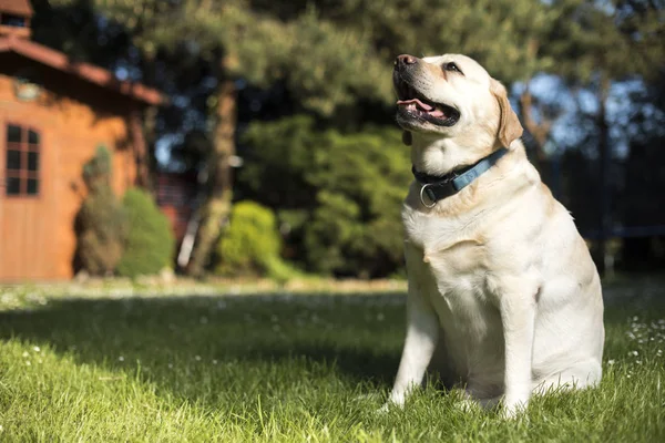 Labrador retriever hund — Stockfoto