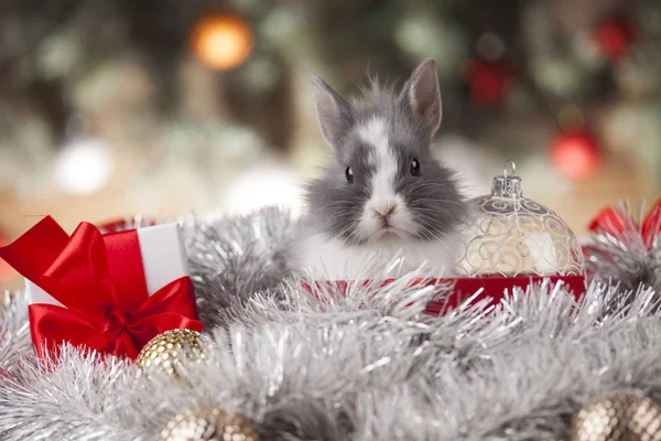 Pequeno coelho de Papai Noel no fundo de Natal — Fotografia de Stock
