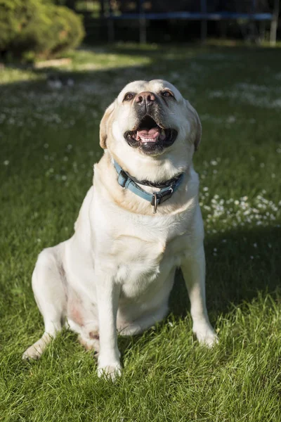 Perro labrador retriever — Foto de Stock