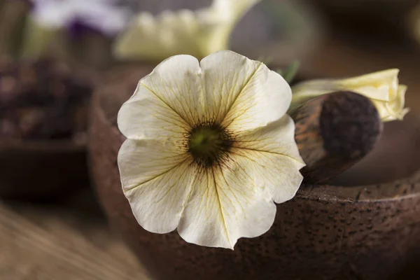 Herbs medicine and vintage wooden background — Stock Photo, Image