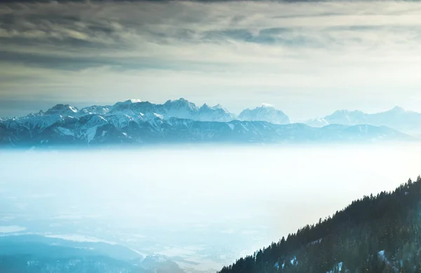 Abete coperto di neve contro cielo azzurro in inverno freddo — Foto Stock