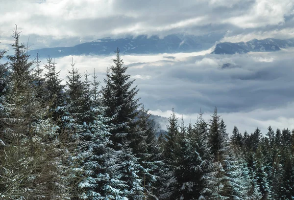 Vinterträd i berg, naturlandskap — Stockfoto