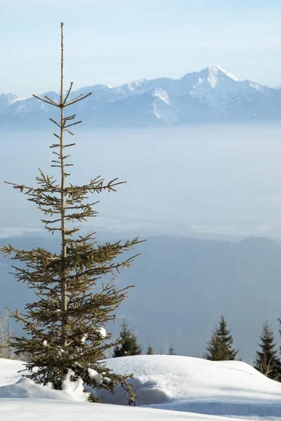 Winterbäume in den Bergen, Naturlandschaft — Stockfoto