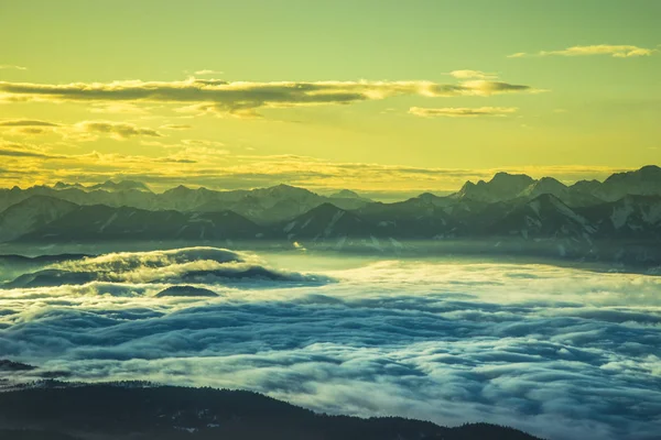 Los abetos cubiertos de nieve contra el cielo azul en invierno frío —  Fotos de Stock