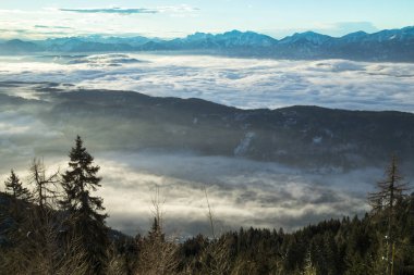 Soğuk kışta kar, mavi gökyüzüne karşı köknar ağaçlarını kapladı