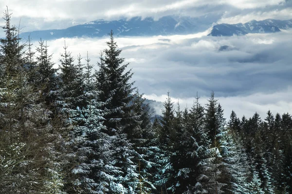 Paisagem de inverno com árvores cobertas de neve Imagem De Stock