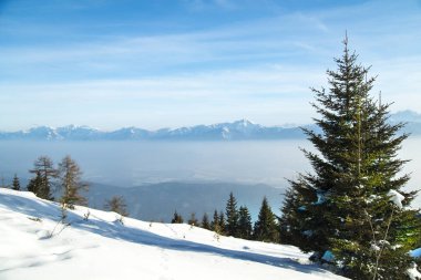 Karla kaplı ağaçlarla kaplı kış manzarası