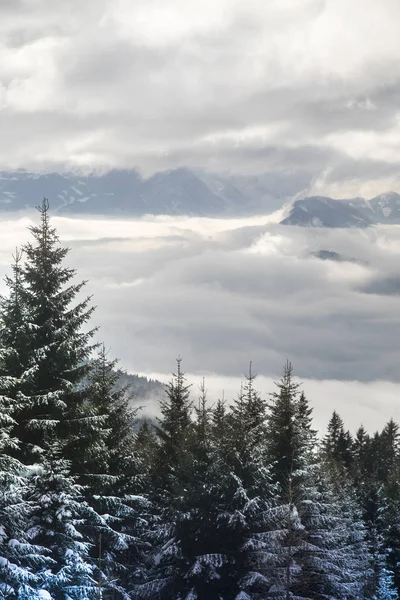 Winterlandschaft mit schneebedeckten Bäumen — Stockfoto