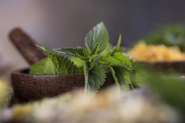 Remedio natural, fondo de hierbas curativas — Foto de Stock