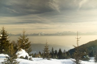 Soğuk kışta kar, mavi gökyüzüne karşı köknar ağaçlarını kapladı