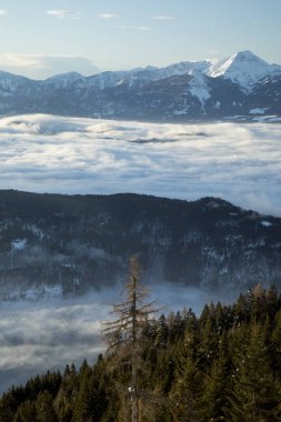Dağlardaki kış ağaçları, doğa manzarası.