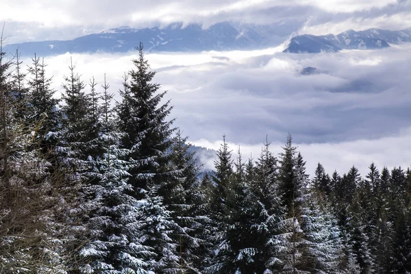 Schneebedeckte Tannen Gegen Blauen Himmel Kalten Winter — Stockfoto