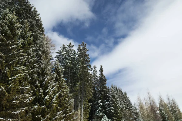 Schneebedeckte Tannen Gegen Blauen Himmel Kalten Winter — Stockfoto