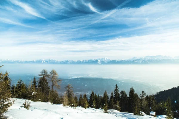 Los Abetos Cubiertos Nieve Contra Cielo Azul Invierno Frío — Foto de Stock