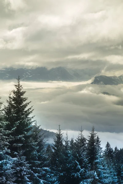 Snö Täckt Gran Träd Mot Blå Himmel Kall Vinter — Stockfoto