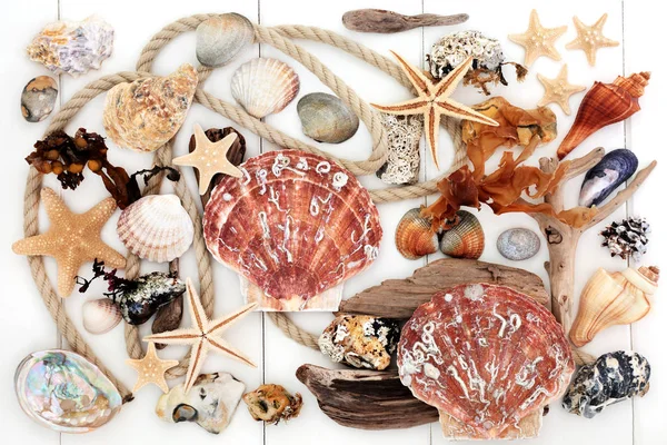 Seashell Driftwood Rock y collage de algas marinas —  Fotos de Stock