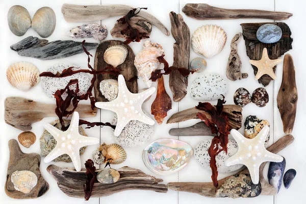Přírodní poklad z moře — Stock fotografie