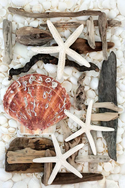 Kagyló és a Driftwood absztrakt — Stock Fotó