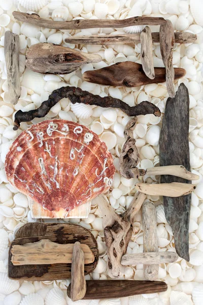 Drijfhout mantel en Seashell achtergrond — Stockfoto