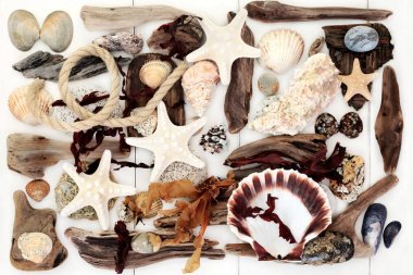 Dalgaların karaya attığı odun, deniz kıyısı ve deniz yosunu arka plan.