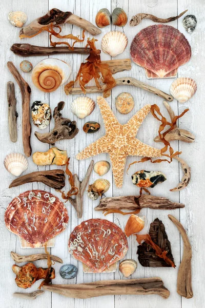 Seashell et Driftwood Art abstrait — Photo
